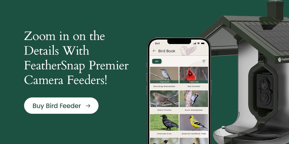Track seasonal birds in your garden with FeatherSnap Scout