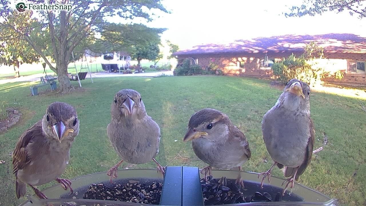 Understanding Mating and Courting Behaviors in Small North American Birds Through a WiFi Bird Feeder Cam Understanding Mating and Courting Behaviors in Small North American Birds Through a WiFi Bird Feeder Cam