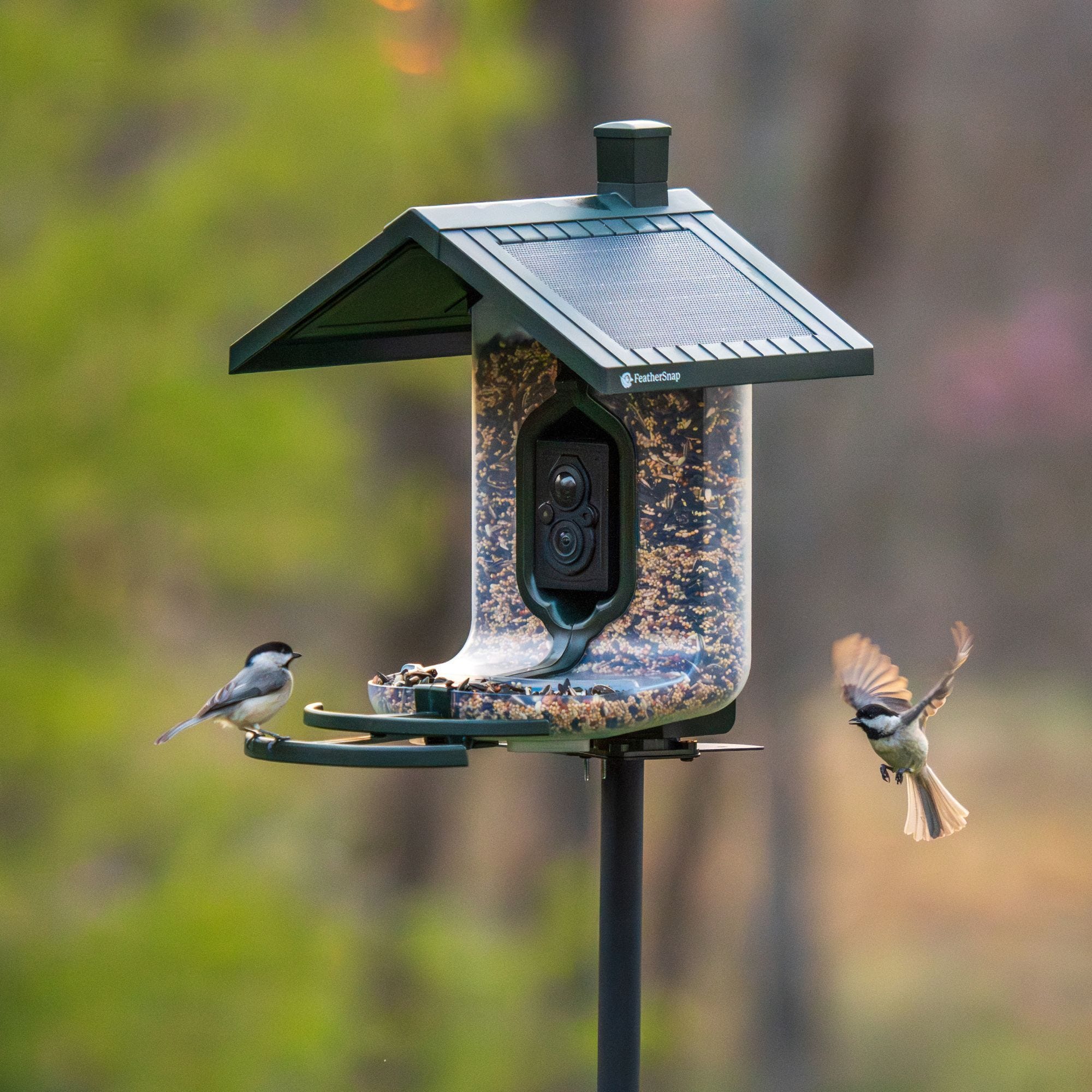 Tips and Tricks for Attracting Birds to Your Bird Feeder Camera Tips and Tricks for Attracting Birds to Your Bird Feeder Camera