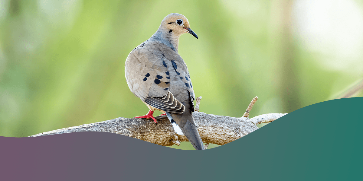 Avian Influenza in Wild Birds