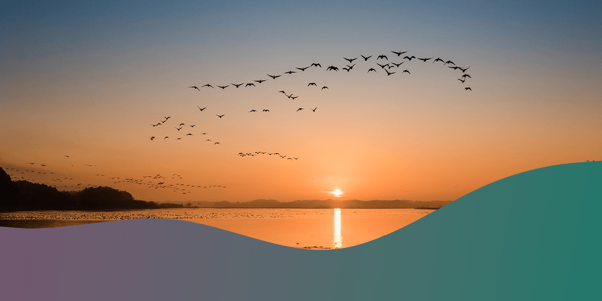 Birdwatching in Different Seasons