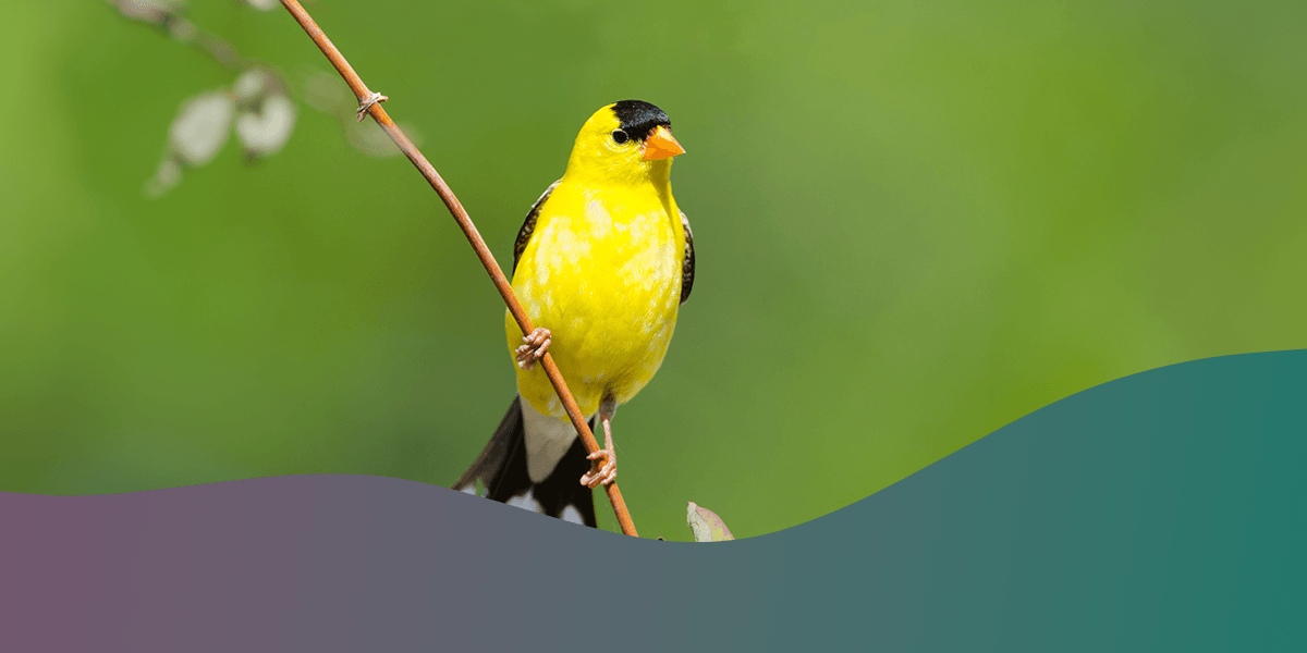 Birdwatching in Different Seasons