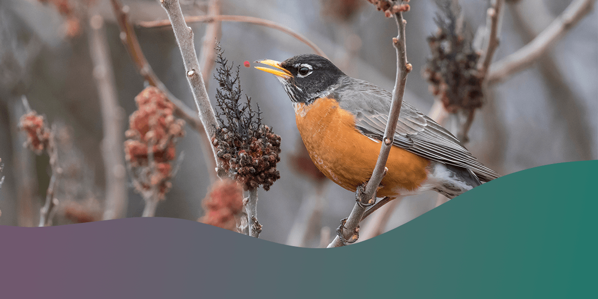 Birdwatching in Different Seasons