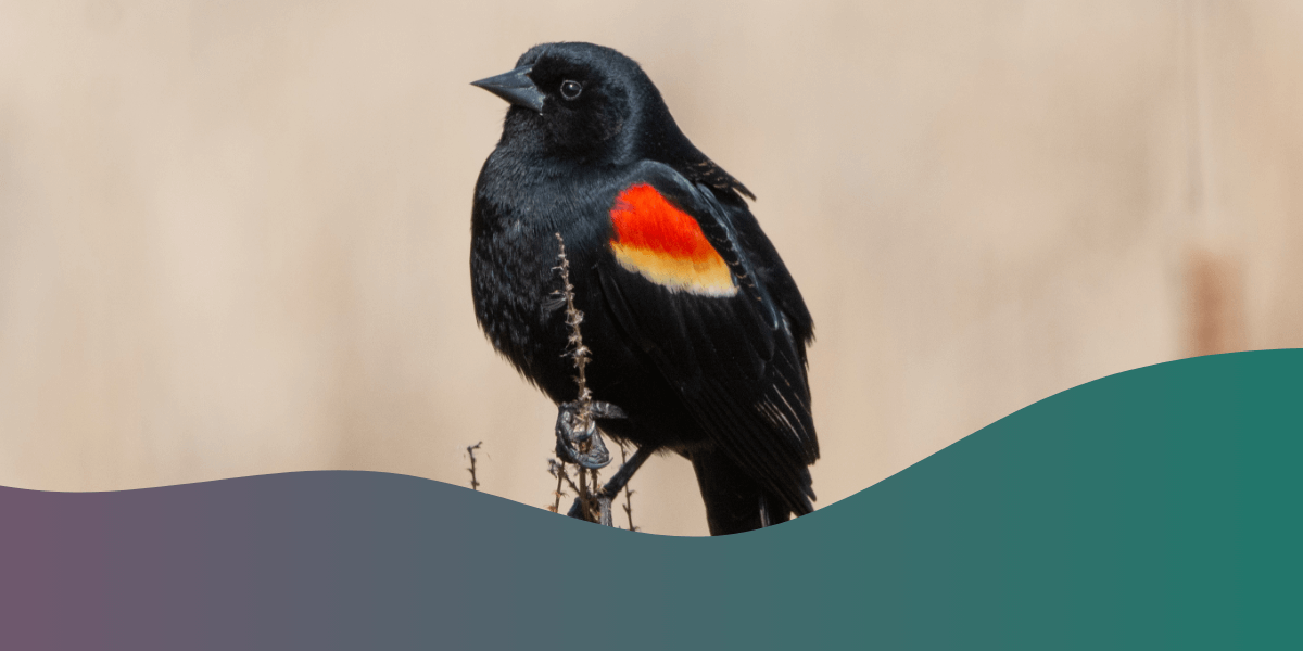 Top 10 Species of Backyard Birds in the US