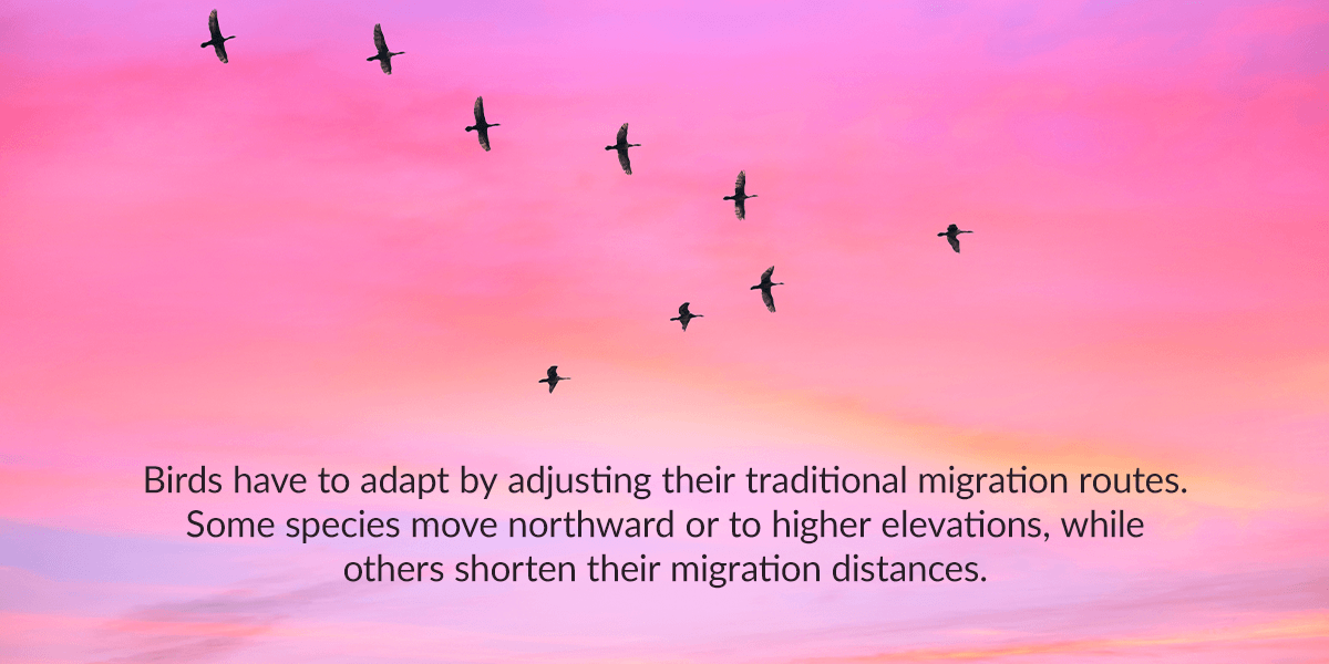 Birds have to adapt by adjusting their traditional migration routes