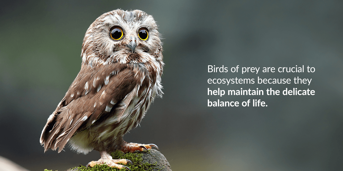 Birds of prey are crucial to ecosystems because they help maintain the delicate balance of life.