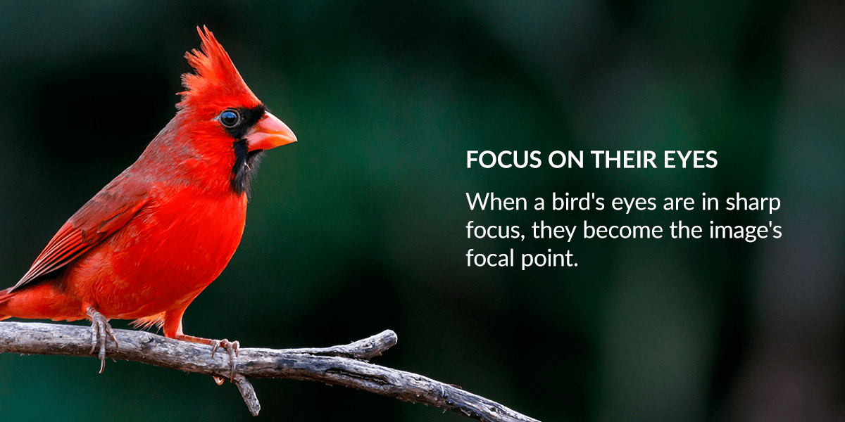 Focus on their eyes