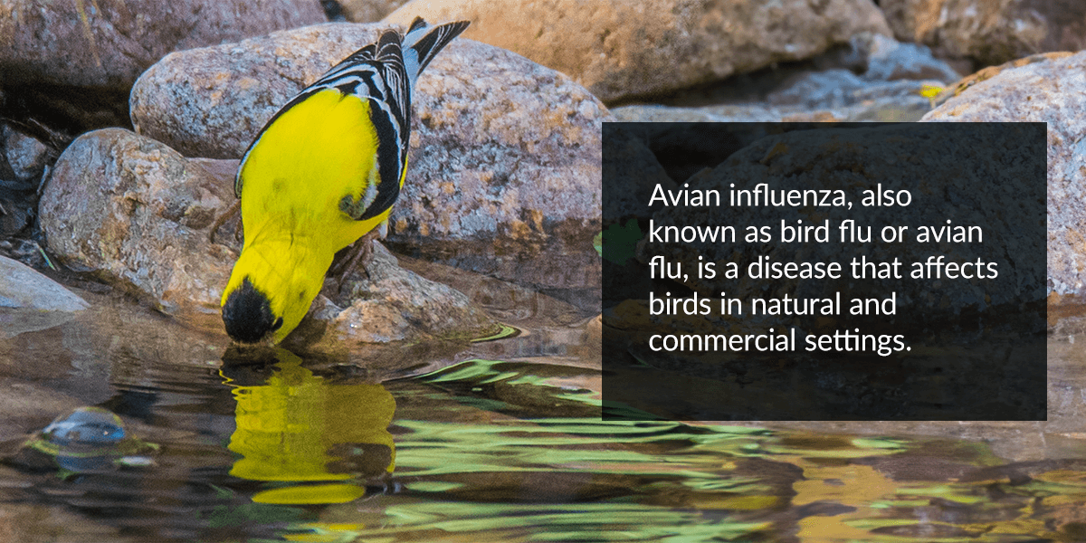 Avian flu is a disease that affects birds in natural and commercial settings