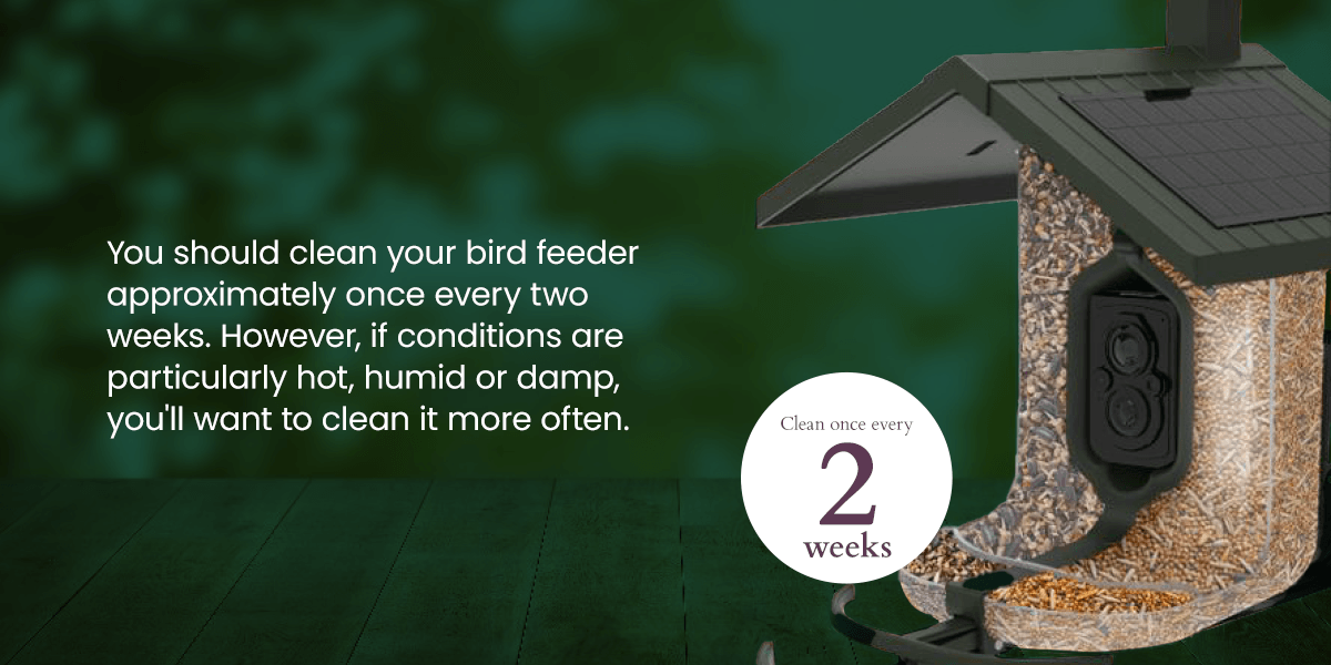 You should clean your feeder approximately once every two weeks, if not more