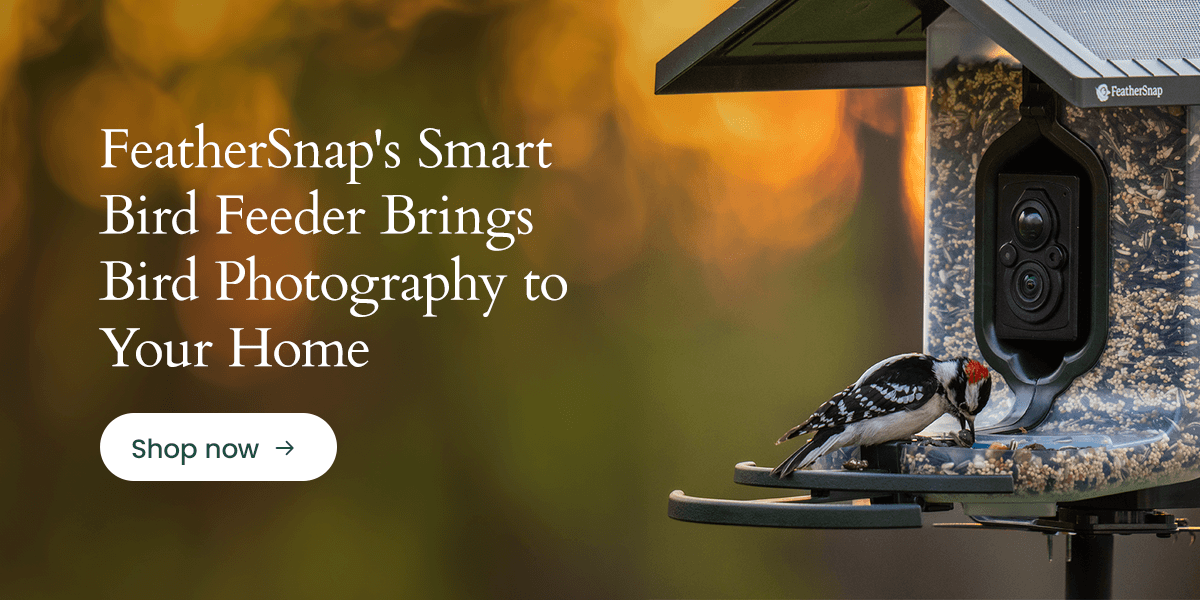FeatherSnap's smart bird feeder brings bird photography to your home