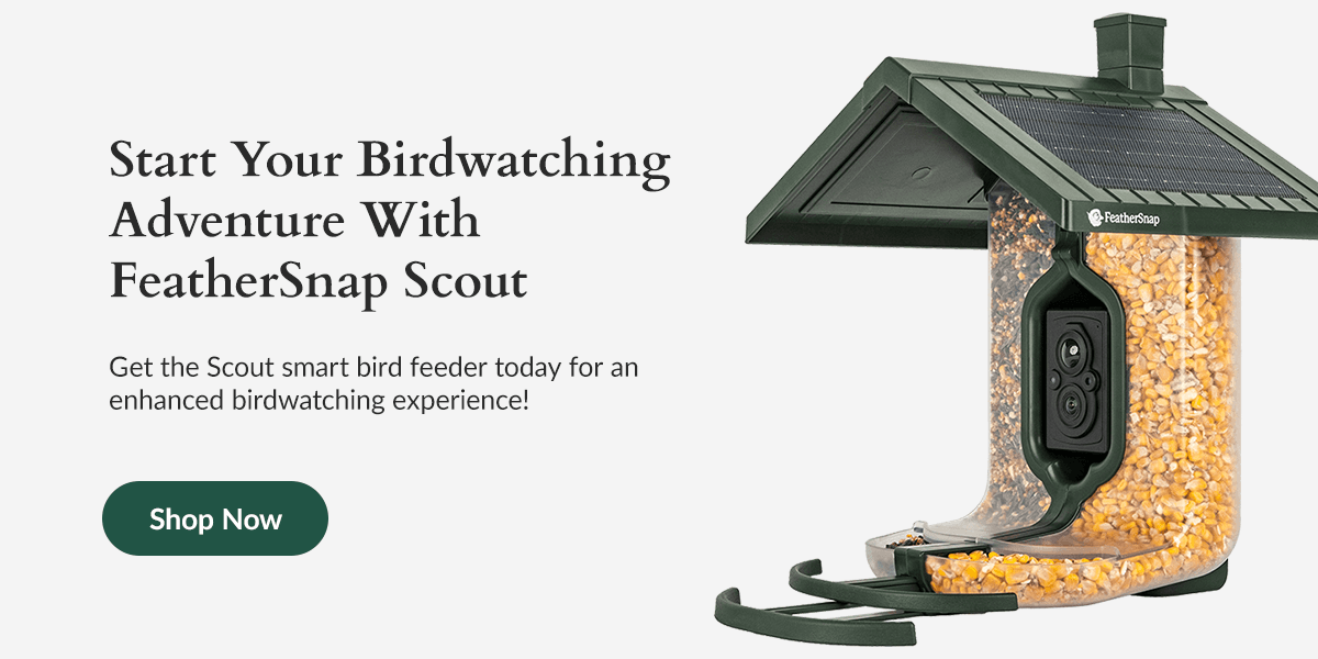 Start Your Birdwatching Adventure with FeatherSnap Scout