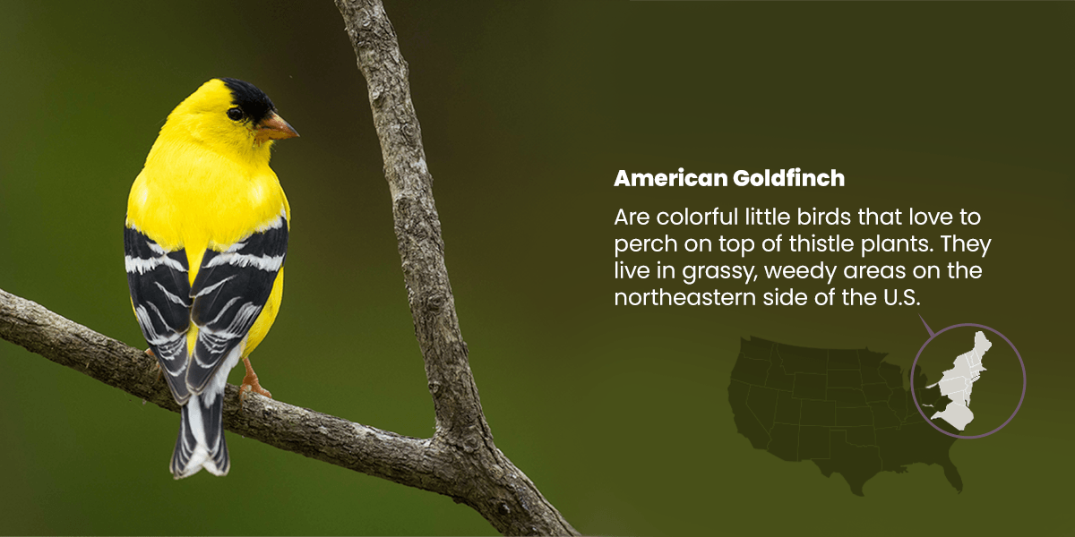 American Goldfinches are colorful birds that live in grassy, weedy areas in the Northeastern US