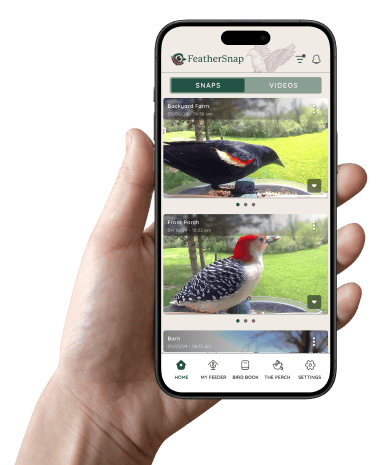 Discover the birds that visit with FeatherSnap