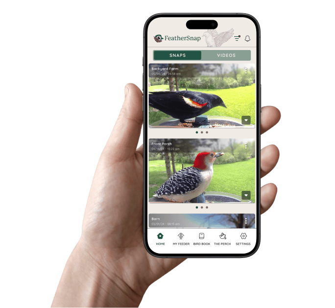 Discover the birds that visit with FeatherSnap
