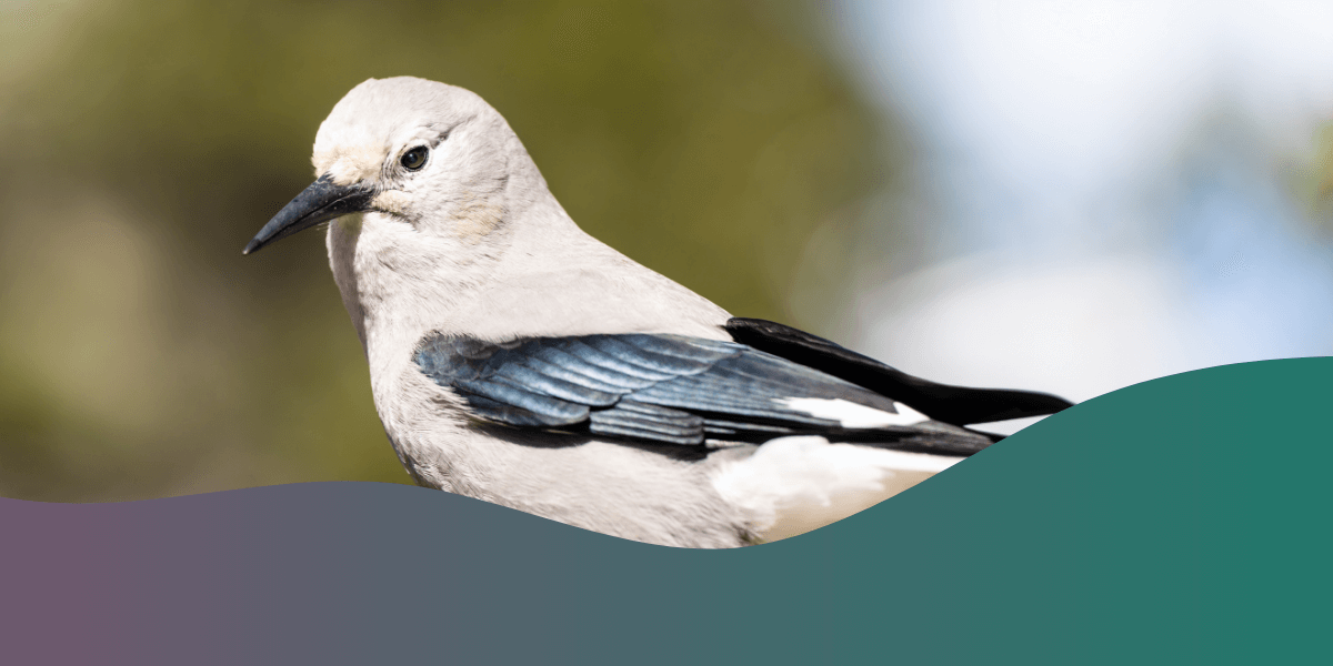Birdwatching in Different Seasons