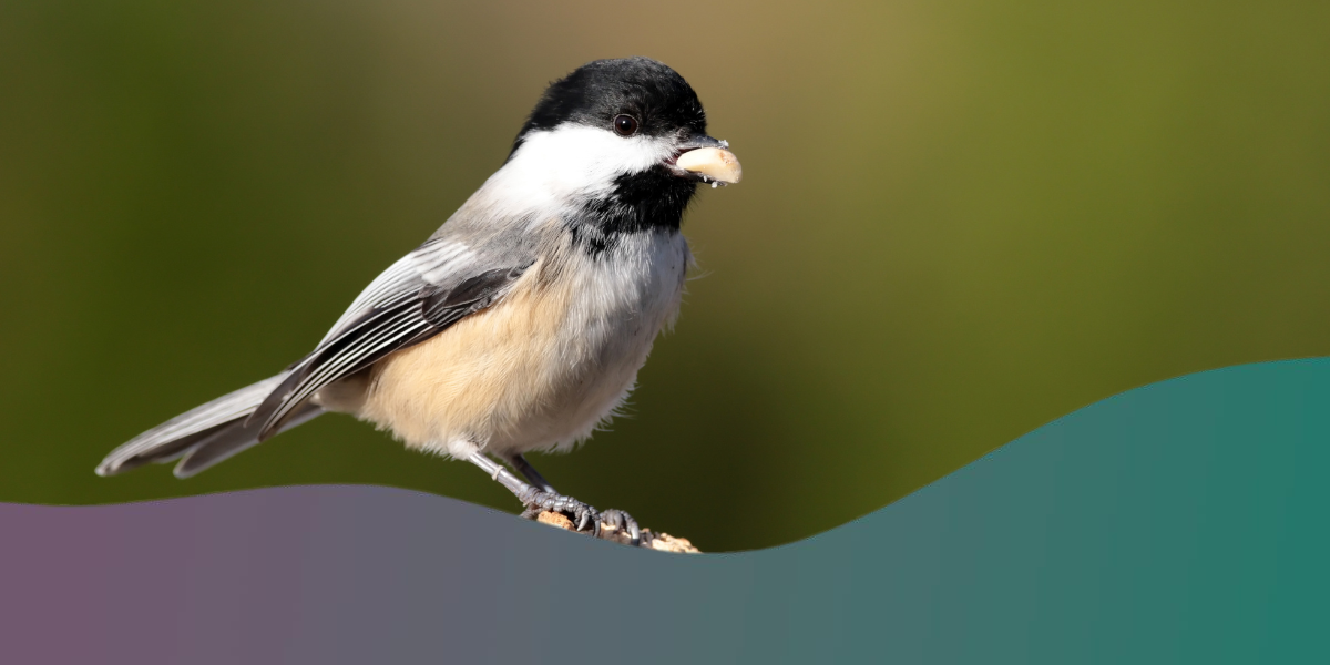 Guide to choosing the best binoculars for birdwatching