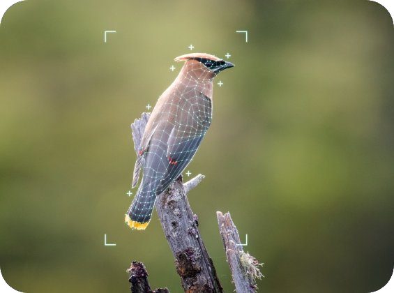 AI Identification